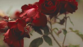 "Floral Fantasia: A Journey into Nature's Blossoming Beauty"