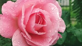 "Botanical Bliss: Nature's Flourishing Finery"