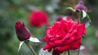 "Blooming Beauty: Exploring Nature's Colorful Canvas"
