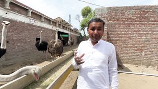 We Bought an OSTRICH ???? -  ہمارا شتر مرغ آ گیا ہے - Mubashir Saddique - Village Food Secrets