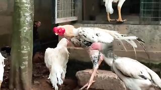 Momino kia howa AP ko