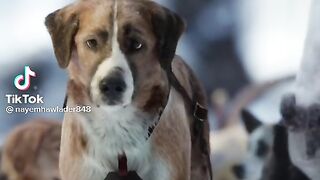 "Unwavering Trust: A Dog's Devotion to His Master"