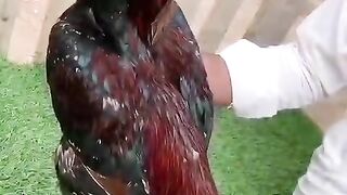 Masharan