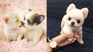 Baby Dogs - Cute and Funny Dog Videos Compilation#Mwwanimal