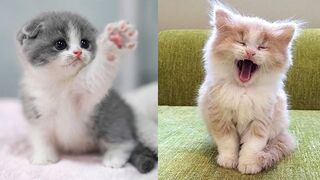 Baby Cats - Cute and Funny Cat Videos Compilation#MwwAnimals