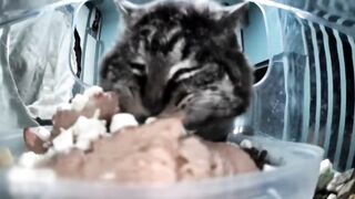 Mr. Fat Cheek is back!!!????‍⬛????