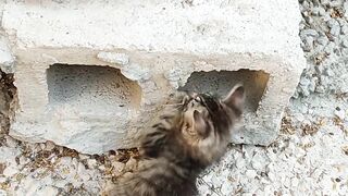 cats will be cats