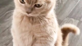 funycat smart cat