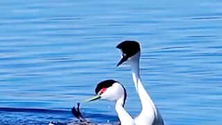 see duck