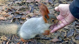 cute Squirrel