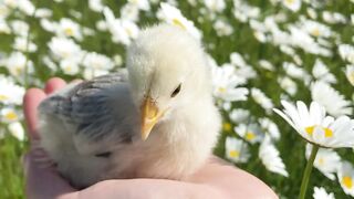 cute birdie