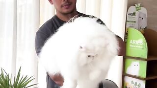 Beautiful cat