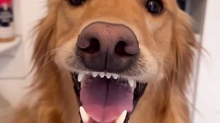 Dog video