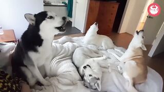 Funniest Husky Videos ???? ???? Funny And Cute Dog Videos Compilation!