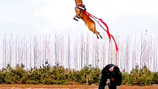 #"Unbelievable Dog Agility: Precision Target Hunting Jump!"