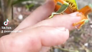 Danger animal video