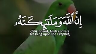 اللهم صلِّ على سيدنا محمد ♥