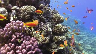 Aquatic view