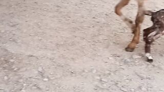 animal video