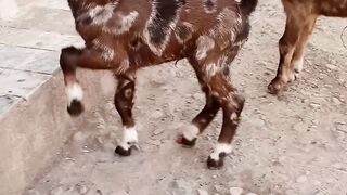 animal video my family animal