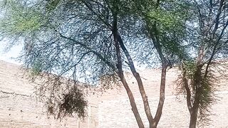 animalvideo