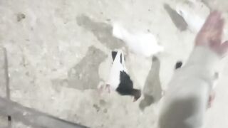 Bird ????️ s
