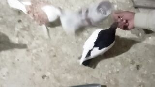 N bird ????