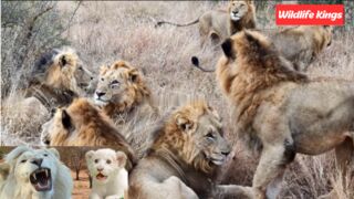 The latest news of blood in Sabi Sand, the African Lions Hell  ????
