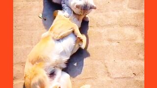 Dog and cat