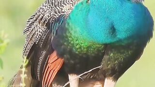 Peacock is beautiful wildlife