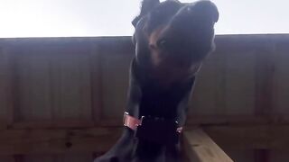 Total eclipse 2024 #capcut #dog #country #funny #shorts #short #eclipse #eclipsr