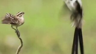 Beautiful birds video sound