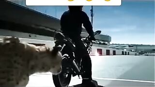 Cheetha vs ninza Bike Race