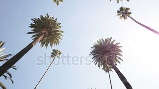 ????Palm