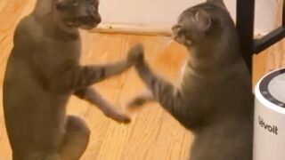 Cats games