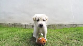 Funny doggy #dogs #shorts ????