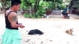 Funny Dog prank. TROLL prank Dog funny & fake Lion and fake tiger prank to dig&huge Box prank to dig