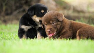 Puppies playing in the park