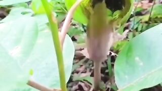 Subhanallah