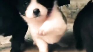 Adorable Street Puppies' Playtime Symphony