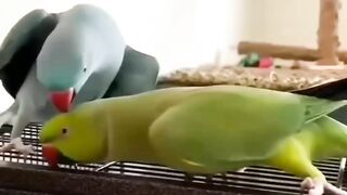 So Cute