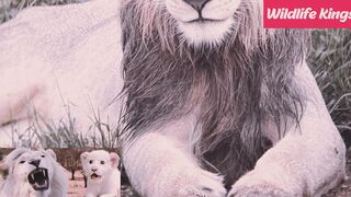 This lion carries the strongest bloodlines in Africa.