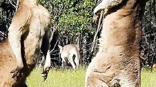 Animal kingdom
