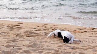 Sandy Paws: Dog's Beach Day Bliss