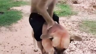 Monkey friendship with dog????????#febspot