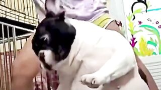 Hotdog https://www.febspot.com/2073636