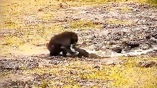Poor little monkey