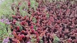 Beautiful chick's