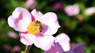 Bee on a  Flower