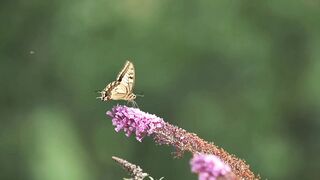 Butterfly on a Flower